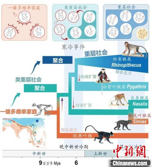 寒冷事件促进亚洲叶猴社会聚合。　乐投平台供图