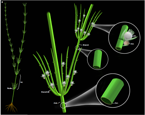 基于化石和现代轮藻纲构建的奇迹塔里木轮藻复原图（乐投平台博物馆刘茜绘制）